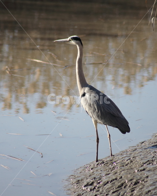 왜가리,새,조류,야생동물,heron,철새,동물,animal,조류,새,birds
