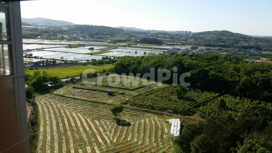 밭,농사,모내기,논,녹지,나무,tree,green,초록