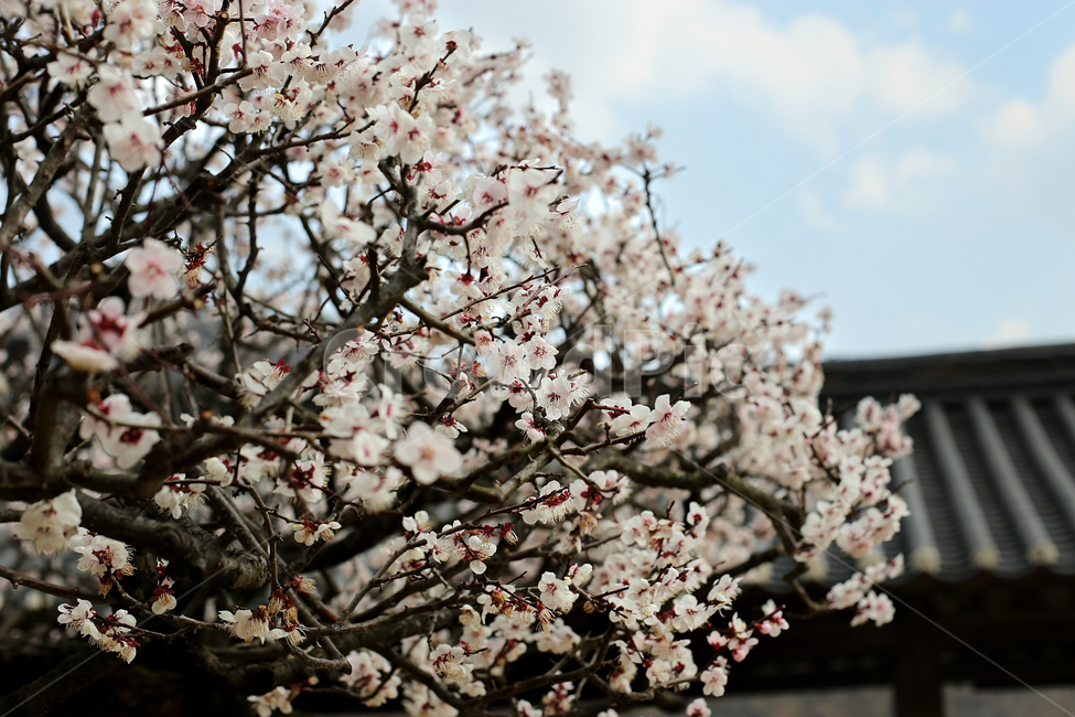 매화꽃,매화,flower,하늘,sky,꽃,봄,계절,spring,season,plant,식물,blossom