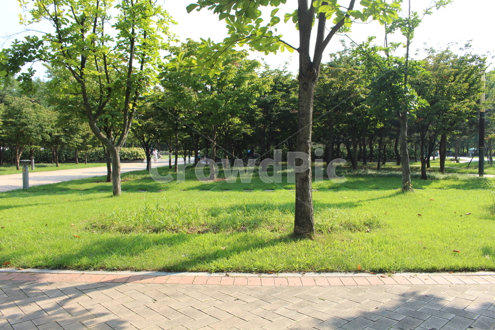 풍경,공원,오후,나무,평화로운,자연,풍경,nature,landscape,식물,plants,나무,trees,wood,grass,잔디,plant,lawn,outdoors,옥외,park