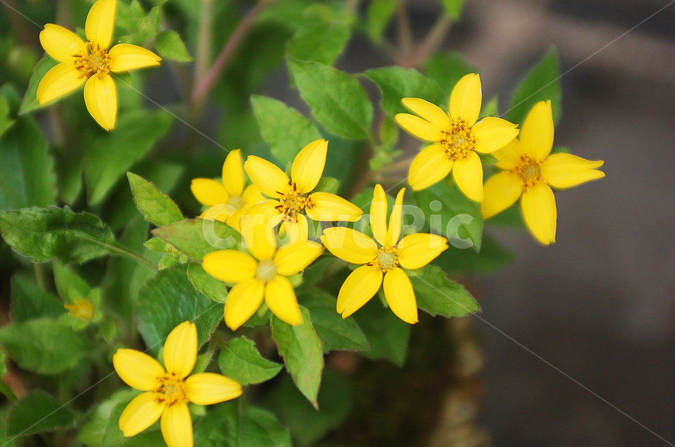 꽃,식물,노란꽃,초록잎,화사,화단,자연,plant,식물,자연,plants,nature,꽃,flower