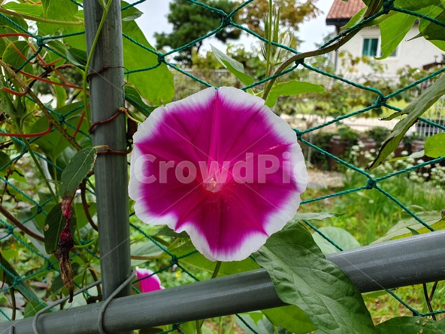 나팔꽃,morningglory,꽃,flower,blossom,식물,plant,자연,nature,식물,자연,plants,nature,꽃,flower