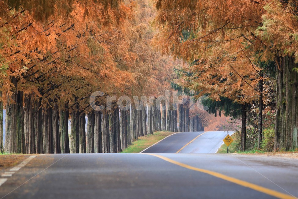 가을,메타세콰이어길,가을단풍나무길,가로수길,가을단풍,나무,road,아스팔트,tree,가을,계절,fall,autumn,season,자연,풍경,nature,landscape,한국자연풍경,한국자연경관,korea nature landscape