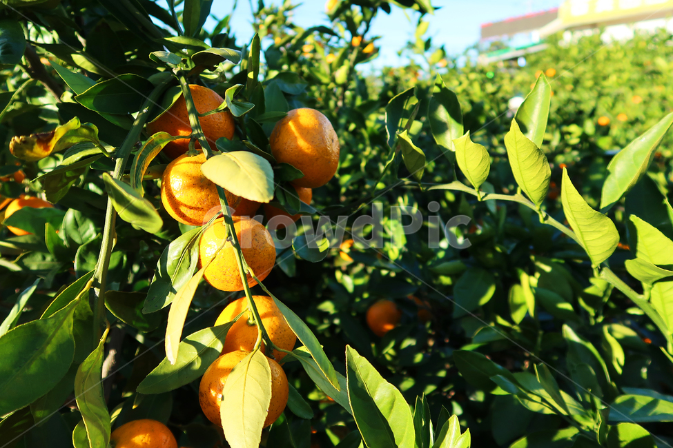 귤,citrus,식물,plant,과일,fruit,귤나무,잎사귀,leaf,농장,farm,싱싱한,fresh,과일,열매,fruit,농업,농사,agriculture,farming,farming industry
