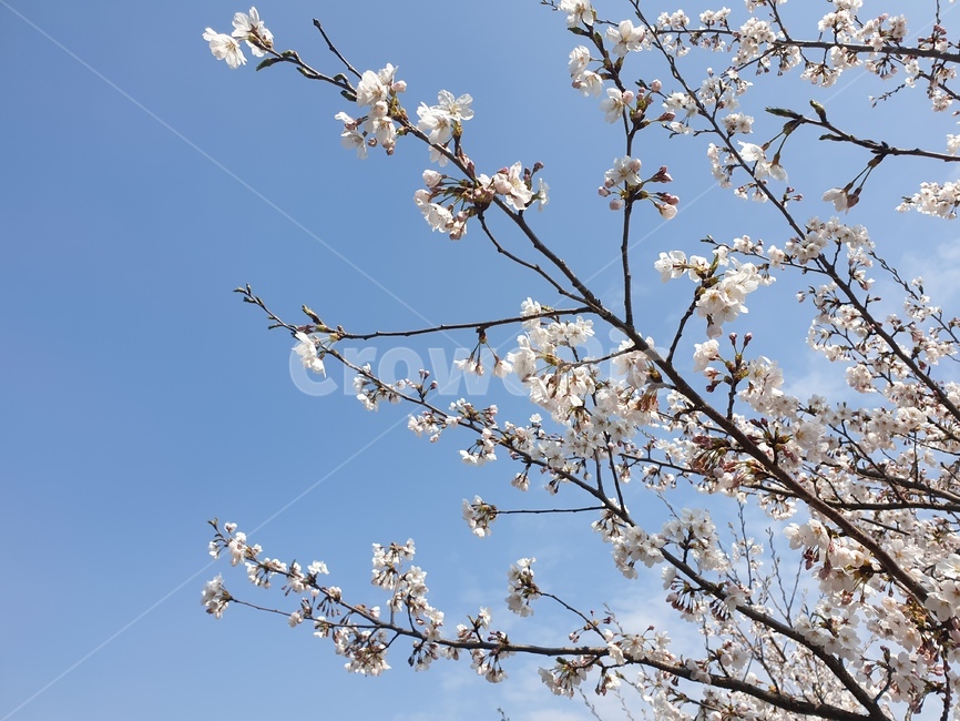 벚꽃,하늘,심학산,봄,꽃