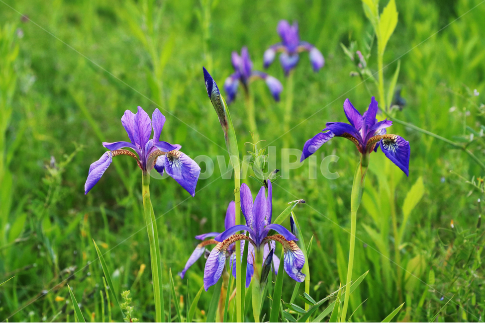꽃,보라,꽃밭,공원,화원,식물,자연,plants,nature,꽃,flower