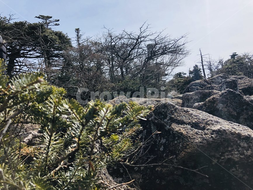 자연,나무,감성,이국적,숲,돌,바위,풀,자연,풍경,nature,landscape,plant,식물,tree,vegetation,초목
