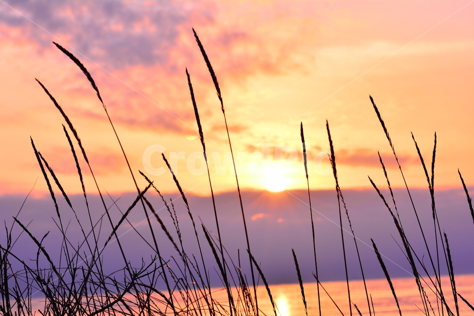 감성,노을,일몰,저녁무렵,석양,식물,씨앗,실루엣,초본,물가에서,sunset,seaside,은은한,세피아,분위기,feeling,emotion,sensibility,sepia,하늘,구름,따스한,색감,들풀,야생화,풀씨,바닷가,비치다,식물,자연,plants,nature,휴식,힐링,rest,relaxation,healing