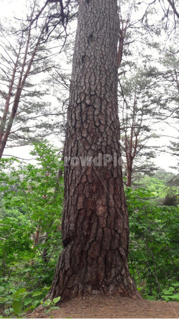 소나무,식물,나무줄기,자연,숲,식물,자연,plants,nature,나무,trees,wood