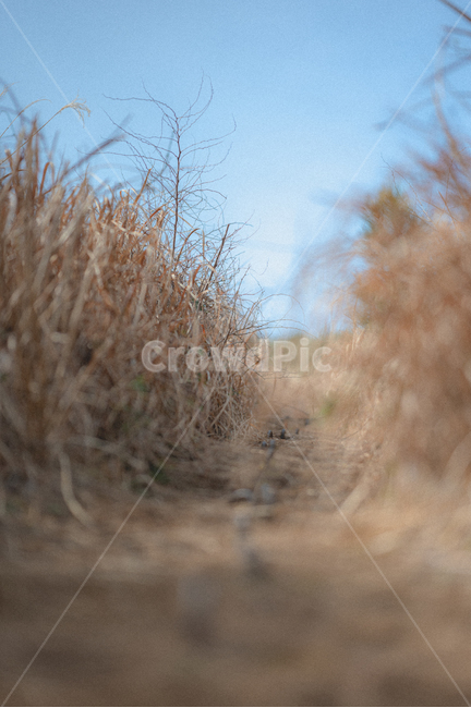 길,풀,풀밭,산책,감성,road,제주도,하늘,초원,sky,nature,grass,휴식,rest,relaxation,grassland,목초지,field,들,옥외,outdoors,자연,오름