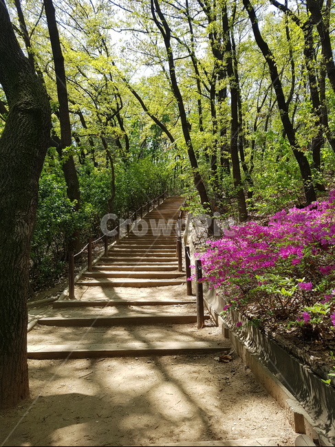 길,계단,자연,봄,배경