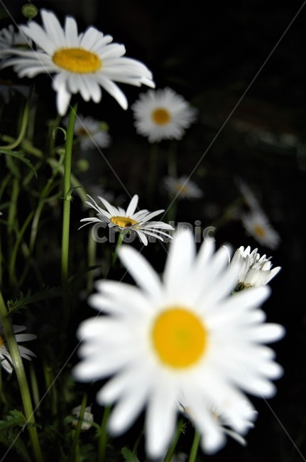 들꽃,plant,blossom,daisy,daisies,flower,꽃,데이지,식물,식물,자연,plants,nature,꽃,flower