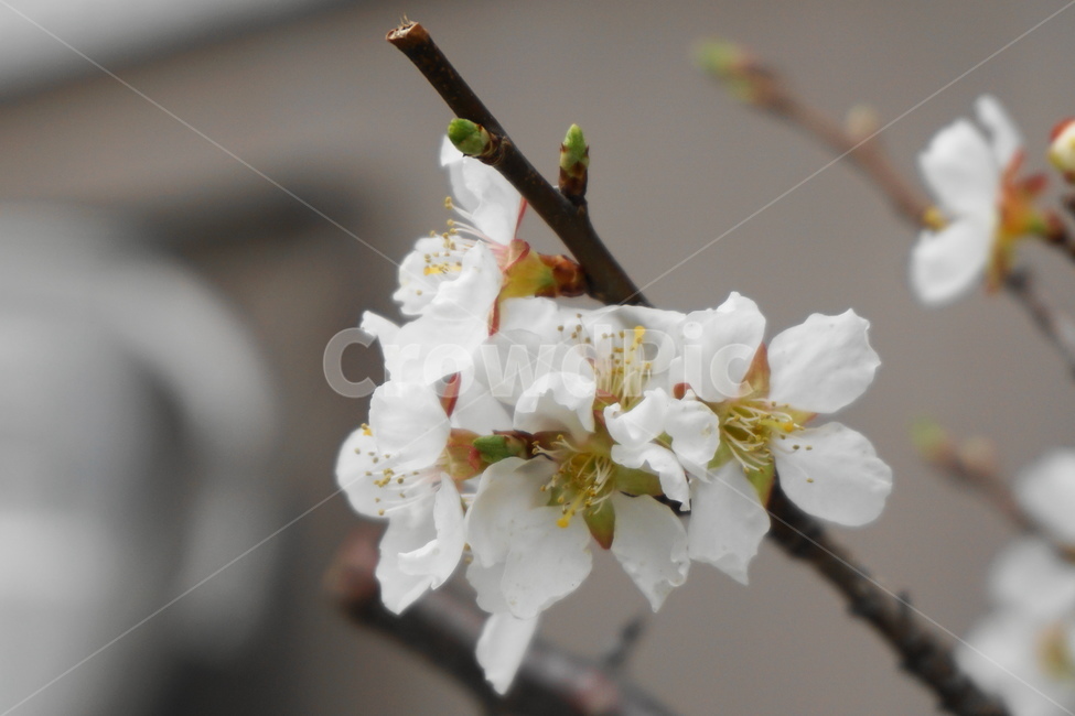 봄꽃,흰꽃,설유화,조팝나무꽃,봄,조팝나무,3월,봄,계절,spring,season,식물,자연,plants,nature,꽃,flower,plant
