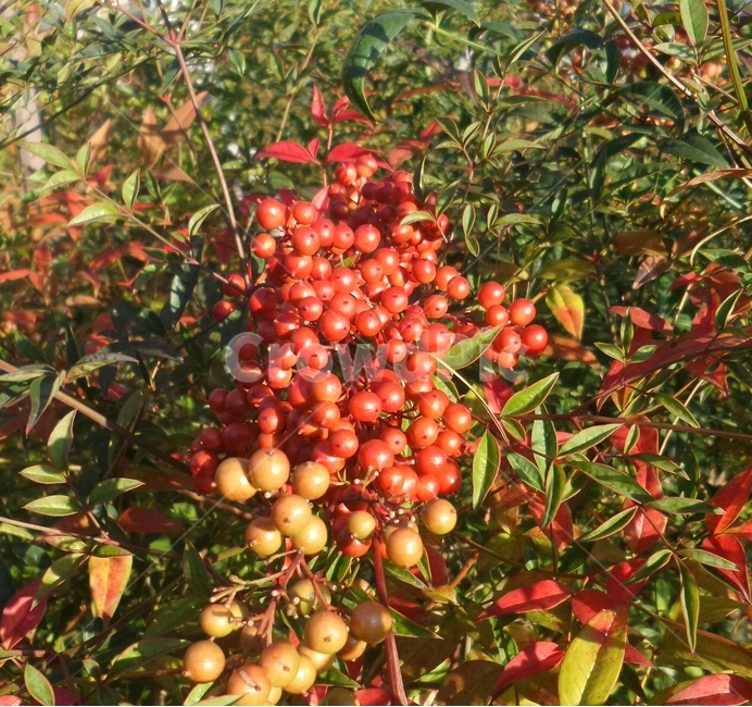 남천,매자나무과,남천촉,상록성떨기나무,빨간열매,문촉,과일,열매,fruit