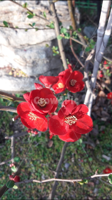 붉은,꽃,봄,아름다움,안산공원,식물,자연,plants,nature,꽃,flower