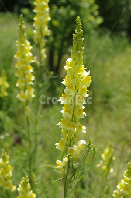 꽃,flower,식물,plant,계절,봄,spring,식물,자연,plants,nature,꽃,flower