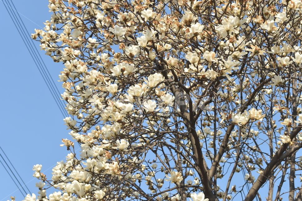 plant,식물,꽃,목련,flower
