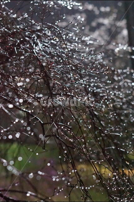 빛,보케,야경,나무,불빛,야경,밤,풍경,nightscape,night,landscape,식물,자연,plants,nature,비,비오는날,rain,rainy