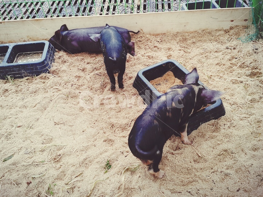 돼지,흑돼지,가축,동물,애완돼지,애완동물,동물,animal,포유류,mammal