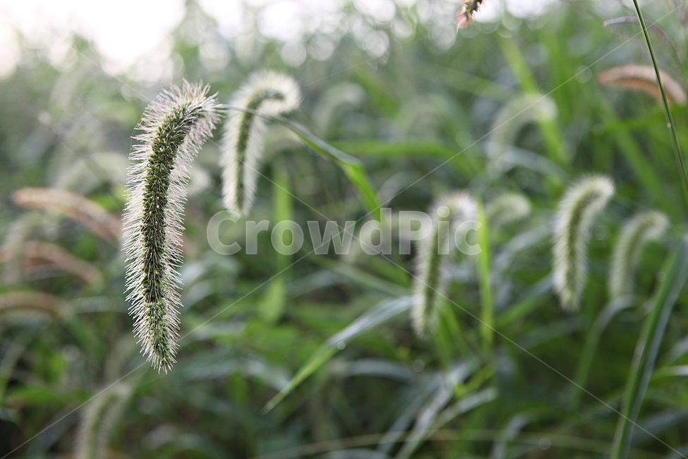 강아지풀,풀,잡초,식물,자연,여름,계절,식물,자연,plants,nature
