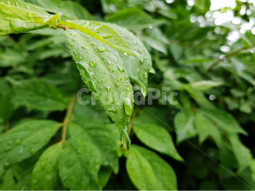 비,빗방울,나뭇잎,봄비,싱그러움,초록,정원,풀잎,비오는날,식물,자연,plants,nature,비,비오는날,rain,rainy