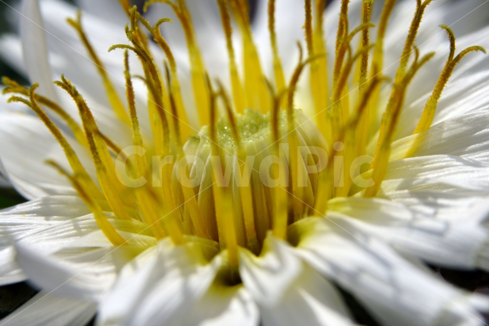 봄,꽃,자연,식물,플라워,spring,flower,nature,plants,민들레,이파리,꽃봉오리,접사,macro,클로즈업,closeup,tree,숲,숲속,산림,삼림,조경,봄꽃,감성,힐링,풍경,landscape,식물,자연,plants,nature,꽃,flower