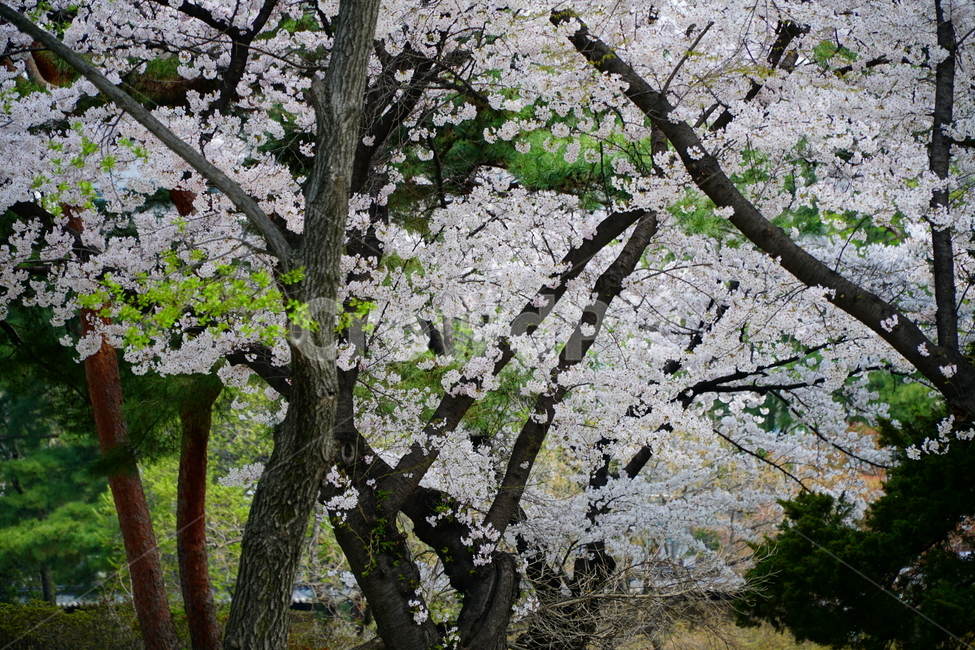창경궁,벚꽃,벚꽃나무,하늘,봄,서울,한국,대한민국,korea,spring,changgyeonggungpalace,palace,changgyeonggung,seoul,cherryblossom,tree,자연,nature,식물,plants,한국적인,한국자연,한국풍경,경치,landscpae,4월,april,봄꽃,구름,sky,cloud,왕궁,궁전,궁궐,봄,계절,spring,season,식물,자연,plants,nature,꽃,flower,plant,나무,cherry blossom,blossom,tree trunk,나무 줄기
