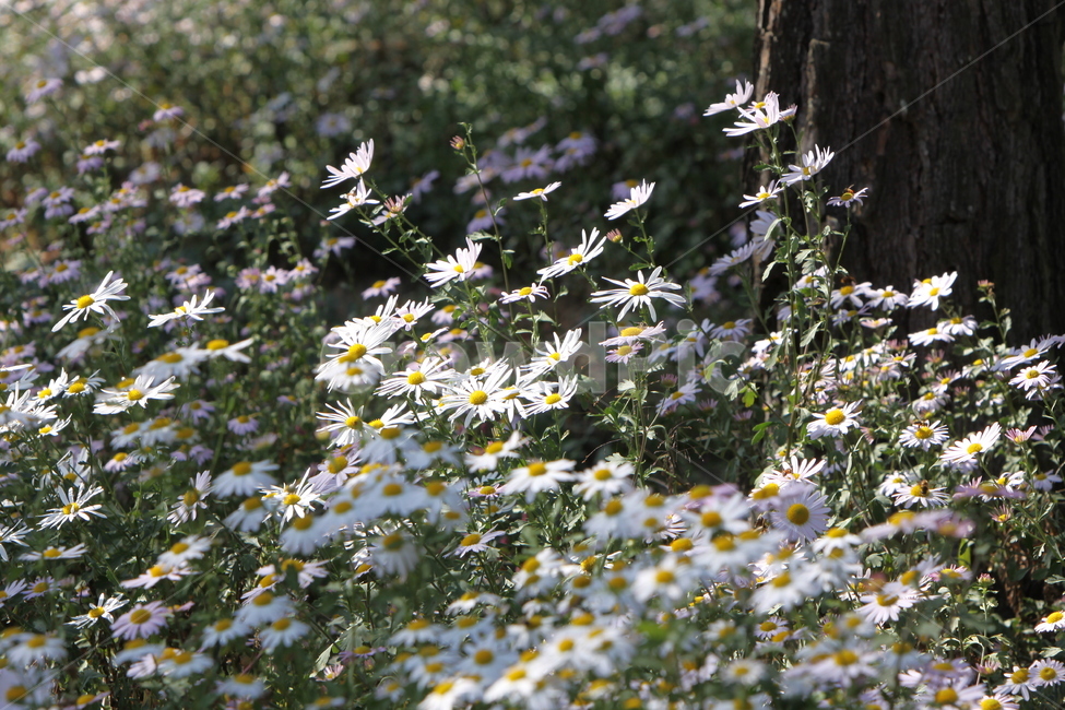 구절초,꽃,꽃무리,흰꽃,감성사진,자연,식물,자연,plants,nature,꽃,flower