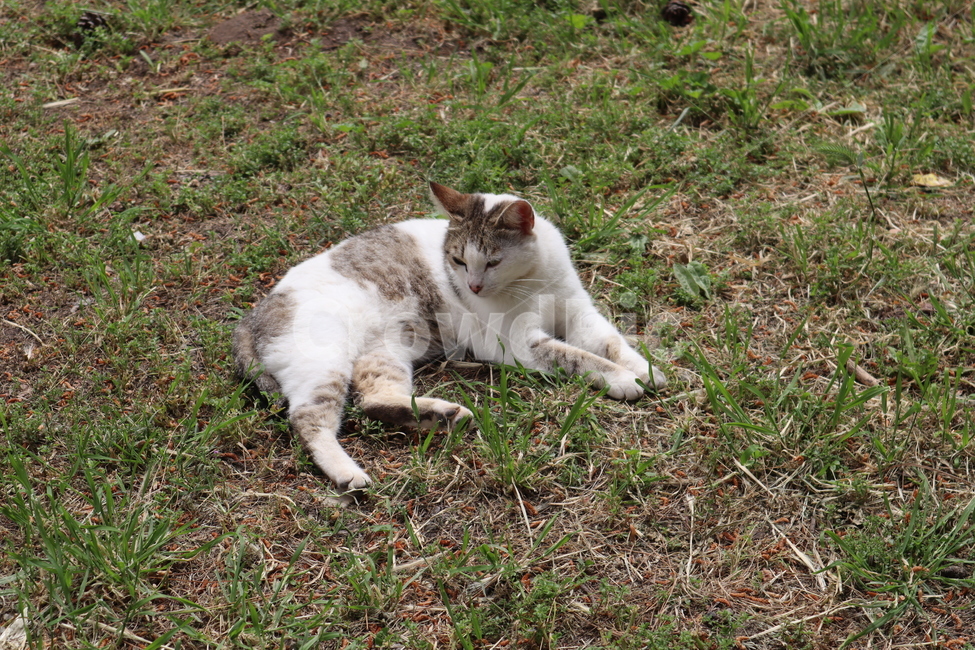 고양이,길고양이,잔디,여유,ground,바닥,pet,animal,cat,동물,animal,포유류,mammal,고양이,cat,kitten,kitty