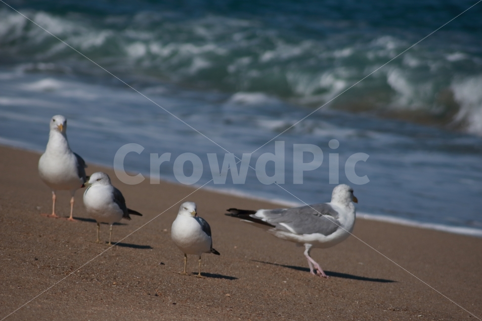 동물,조류,새,갈매기,바다,바닷가,해변,해변가,gull,네마리,sea,해변,바다,beach,sea,동물,animal,조류,새,birds