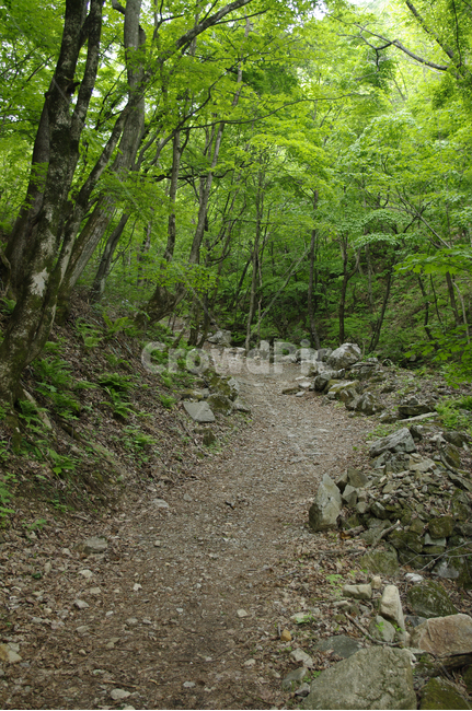 길,숲,나무,식물,산길,자연,풍경,nature,landscape,dirt road,흙길,gravel,자갈,road,도로,ground,바닥