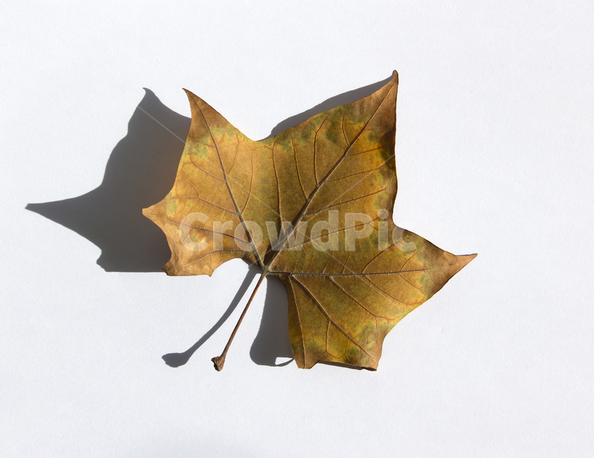 단풍,낙엽,잎,잎사귀,나뭇잎,이파리,자연,식물,갈색,단풍잎,가을,메이플,계절,브라운,탑,탑뷰,뒷면,잎맥,탑앵글,흰배경,메이플잎,플라타너스,가을,계절,fall,autumn,season