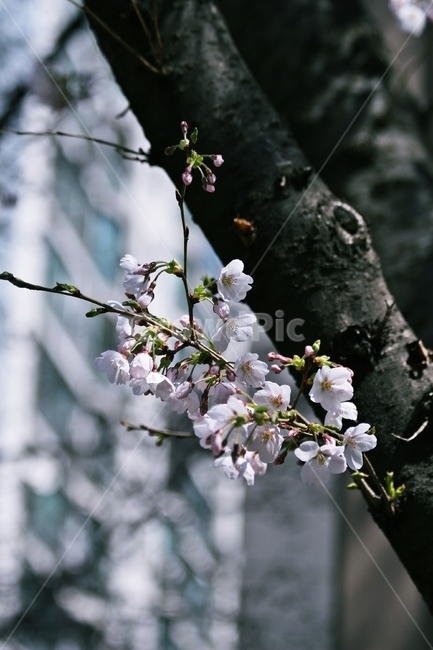 flower,blossom,plant,꽃,식물