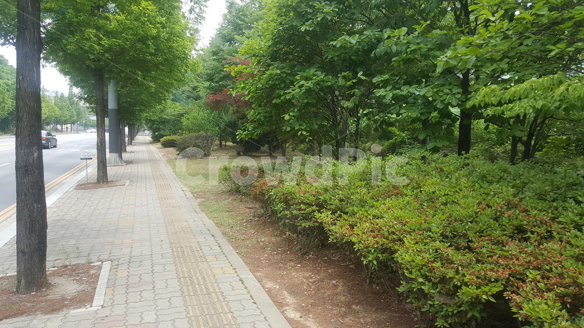 가로수,나무,거리,여름,조경,수풀
