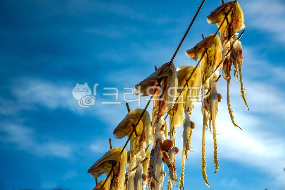 east coast,blue sky,squiddrying,white clouds,calamari,squid,Drying Squid