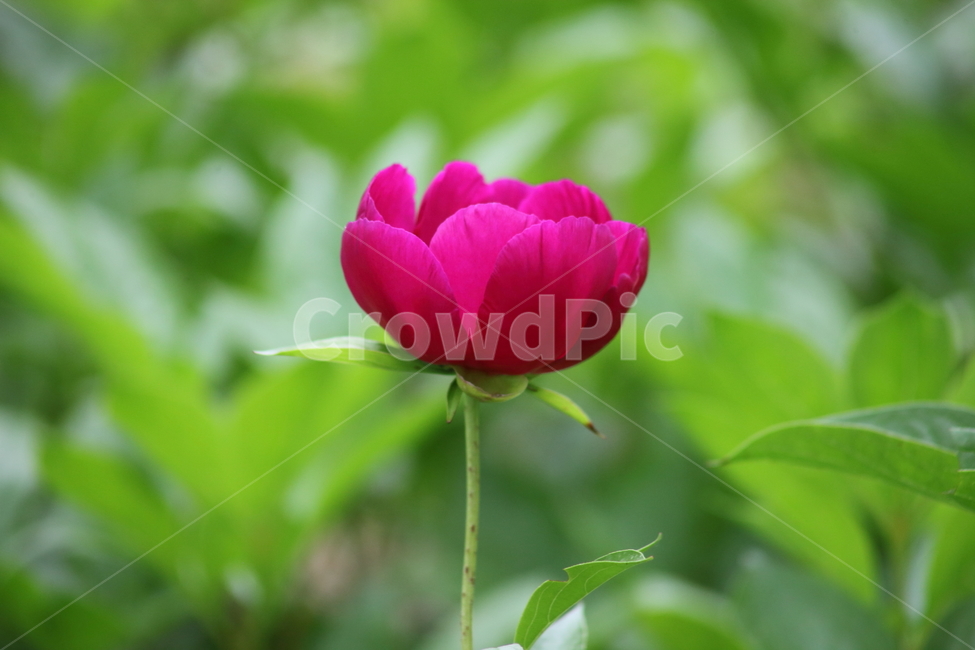 작약,꽃,봄,약용식물,peonyroot