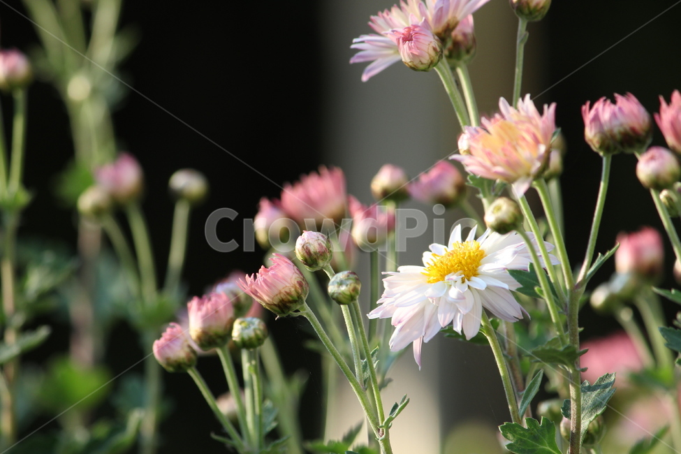 들꽃,꽃,가을꽃,들국화,분홍,노랑,하양,풍경,식물,자연,plants,nature,꽃,flower
