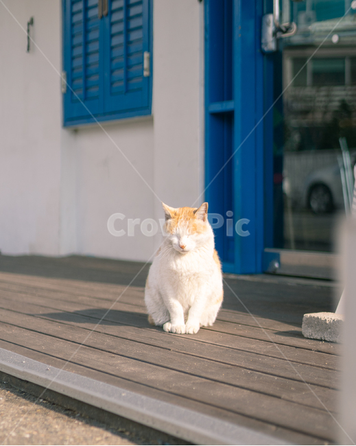 고양이,반려묘,동물,애완동물,귀여움,cute,pet