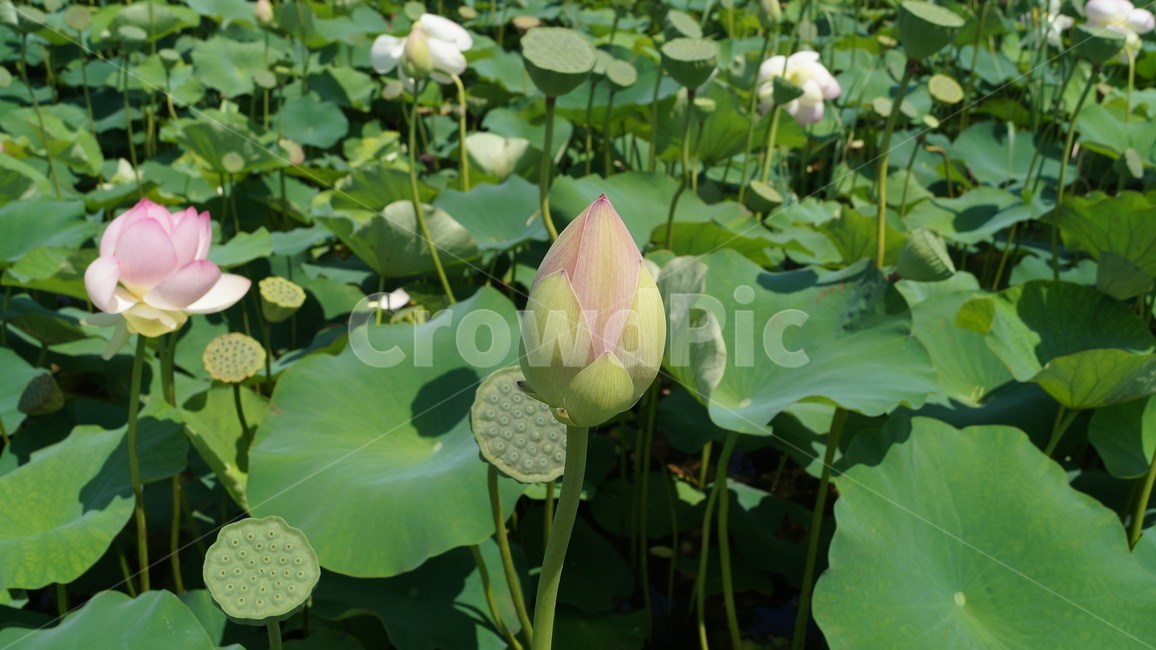 연꽃,꽃,flower,식물,plant,식물,자연,plants,nature,꽃,flower