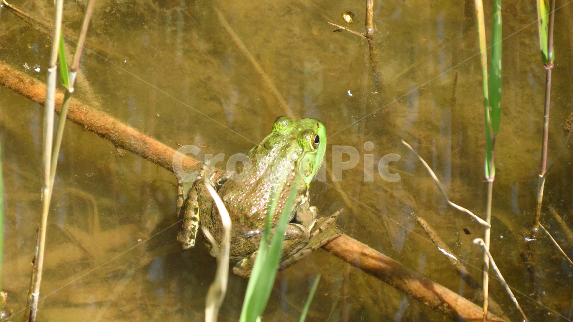 개구리,frog,nature,animal,자연,동물,양서류