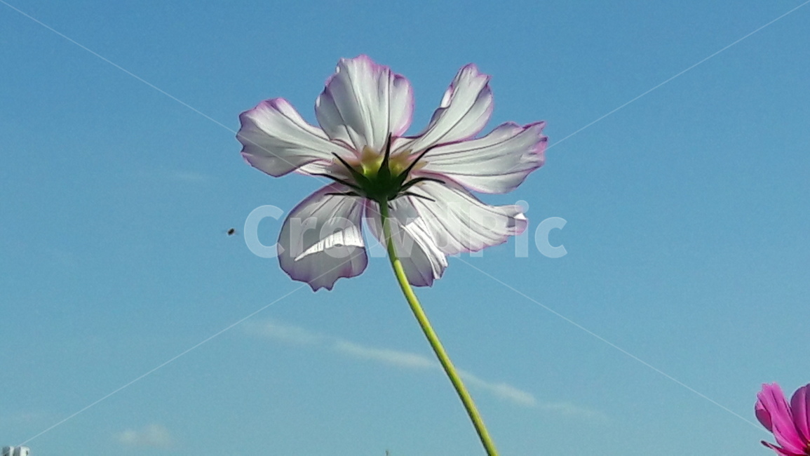 코스모스,꽃,하얀색,하늘,가을,가을,계절,fall,autumn,season,식물,자연,plants,nature,꽃,flower,geranium,제라늄,plant,blossom