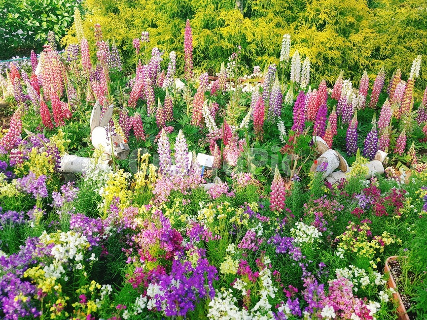 꽃밭,공원,꽃,나뭇잎,토끼장식