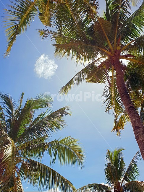 summer,여름,palmtree,야자수,plant,식물,tree,나무,light,빛,flare,플레어