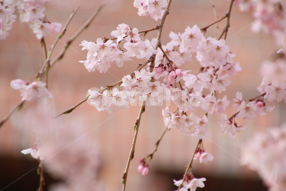 벚꽃,꽃,자연,나무,분홍색,벚꽃축제,봄,계절,spring,season,식물,자연,plants,nature,꽃,flower,plant,blossom,cherry blossom
