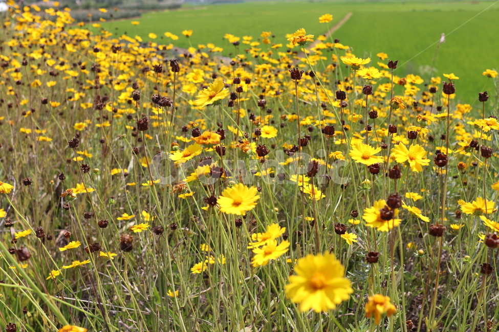 꽃,노란꽃,노랑,노랑색,여름,여름꽃,flower,yellow,수많은,풀,풀밭,summer,꽃밭,맑은,고독,고독한,식물,초록,초록색,green,나뭇잎,잎사귀,자연,자연물,바탕,배경,배경화면,nature