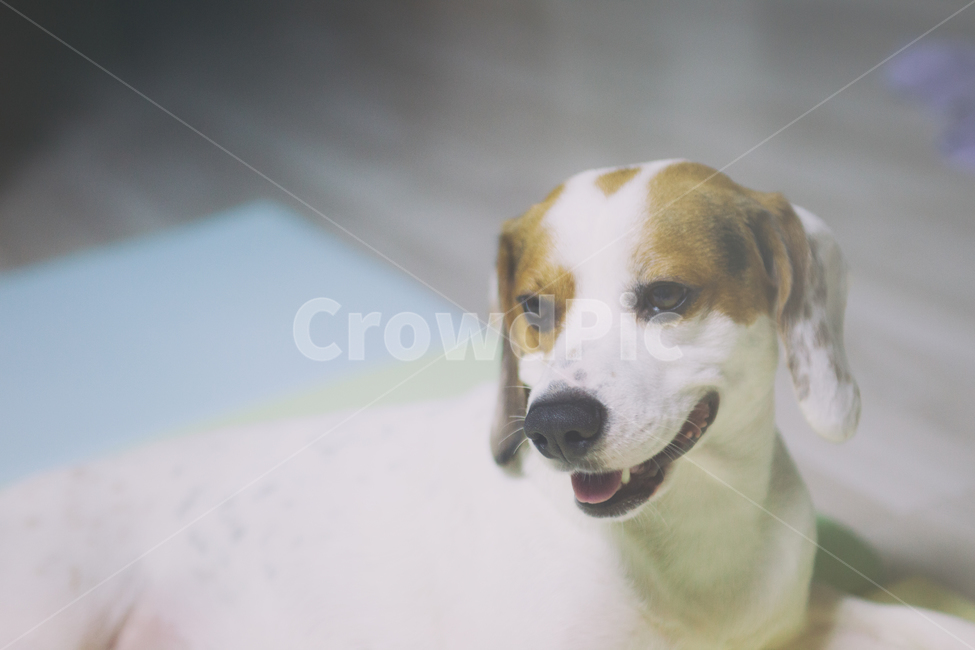 반려동물,강아지,개,비글,동물,애완동물,animal,dog,doggy,companionanimal,pet,beagle,동물,animal,개,강아지,dog,doggy,감성,sensible,feeling