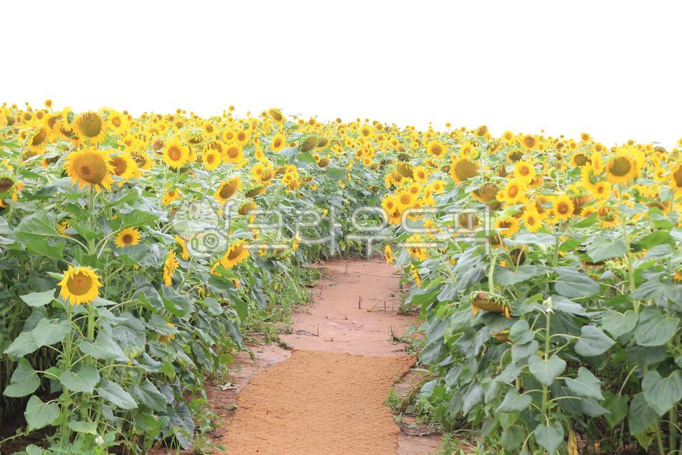 안성팜랜드,안성,팜랜드,풍경,꽃,식물,flower,해바라기