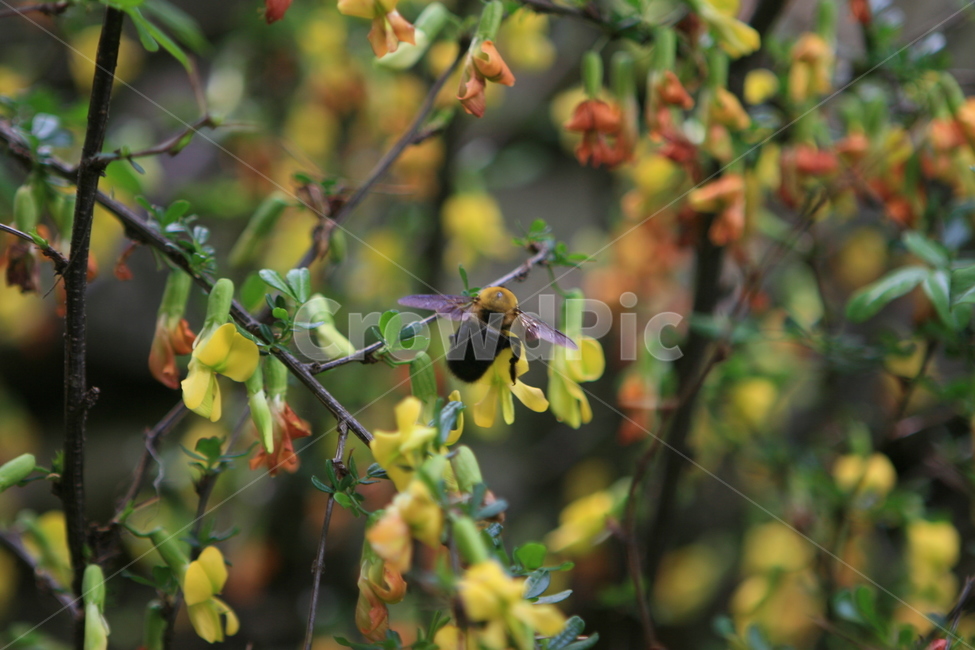 꽃,노란꽃,꽃나무,flower,벌,왕탱이벌,bee
