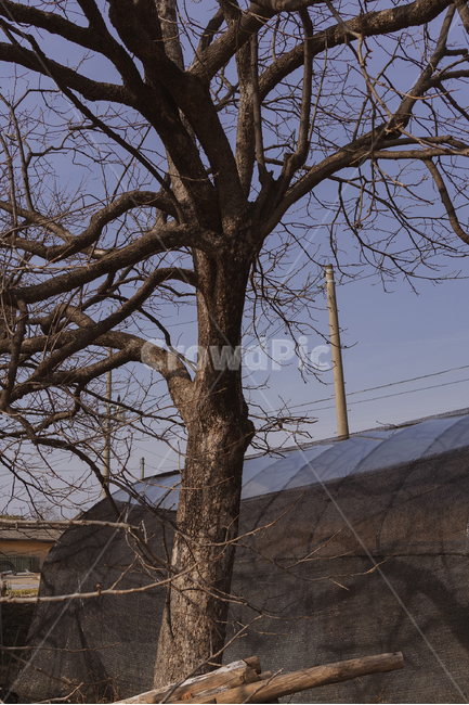plant,식물,tree,나무,treetrunk,나무줄기,nature,자연,outdoors,옥외,landscape,나무,trees,wood