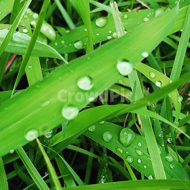 풀잎,물방울,녹색잎,잔디,이슬,식물,자연,plants,nature